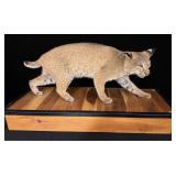 Trophy Bobcat full body mount on wooden base,