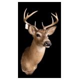 Trophy 4 Pt. White tail mount