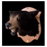 Black Bear Head mount on wooden plaque
