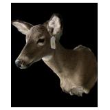 Trophy White Tail Deer Doe mount