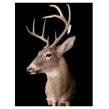 Trophy 8-Pt White Tail Deer Mount