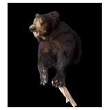 Black Bear Front Quarter Mount