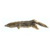 Coyote pelt