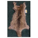 Sot tanned Raccoon cape, length head to tail: 30"