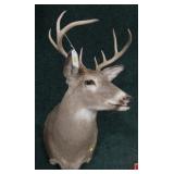 Trophy 8-point whitetail deer mount