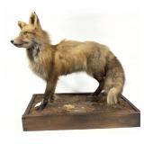 Trophy red fox full mount on wooden base,