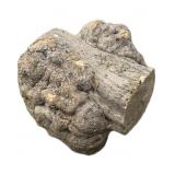 Beach nut burl knot, approx. 26' x 20' Diam.
