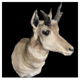 Pronghorn Antelope Trophy Mount