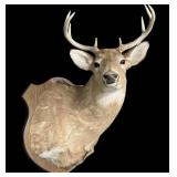 Trophy 8-point whitetail deer mount on wooden