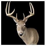 Trophy 8-point whitetail deer mount