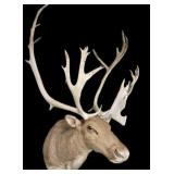 Trophy caribou shoulder mount