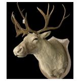 Trophy caribou shoulder mount