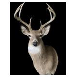 Trophy 9-point whitetail deer mount