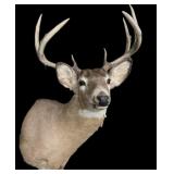 Trophy 8-point whitetail deer mount