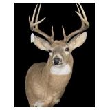 Trophy 9-point whitetail deer mount
