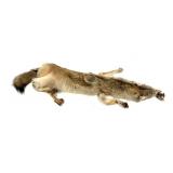 Coyote pelt, nose to tail: 57" L