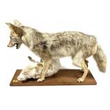 Trophy coyote full mount with rabbit on 36" L