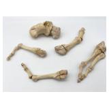 Real Human Foot Skeleton Bones Partially Articulated