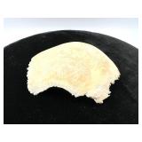 Real Human Parietal Skull Bone