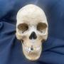 Medical Oddities Auction