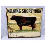 Milking Shorthorn