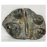 Fossilized Orthoceras and Ammonite Plate Sculpture