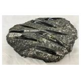 Fossilized Orthoceras Specimen in Polished Matrix,