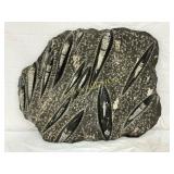 Fossil Orthoceras Specimen in Polished Stone Plaqu