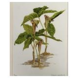 Signed Doris Wilbur Floral Watercolor Litho 74/500