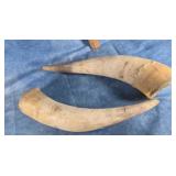 AUTHENTIC COW HORNS 14" LONG