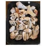 SEASHELLS BOX LOT