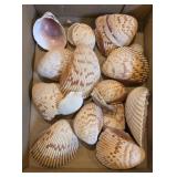 COCKLE SEASHELLS BOX LOT