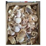 SEA SHELLS BOX LOT
