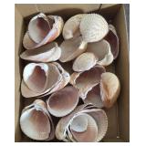 COCKLE SEASHELLS BOX LOT