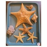 STARFISH AND SHELL BOX LOT