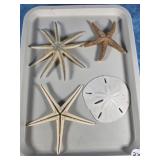 DRIED MARINE SPECIMENS BOX LOT