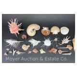 Group of Unique Sea Shells