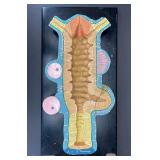Girard Models Muscle Fiber Educational Model, See Photos for Crack, 24"x12"