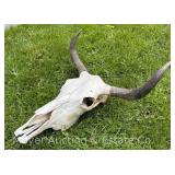 Yak Skull, 19”w