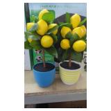 2 Lemon Topiary