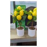 2 Lemon Topiary
