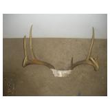 Whitetail Deer Antlers  19 inch spread
