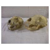 BLACK BEAR AND LARGE CAT SKULL