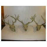 8 AND 7 POINT DEER SKULLS
