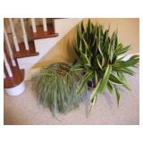 (2) LIVE HOUSE PLANTS TALLEST 27IN