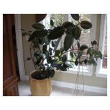 6FT RUBBER PLANT W/ LARGE CERAMIC POT