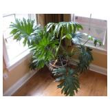LIVE SPLIT LEAF PHILODENDRON PLANT 45IN TALL