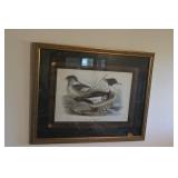 Red Breasted Merganser Framed Print