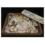 Collectible Sea Shells