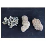 Petrified Wood & Coral